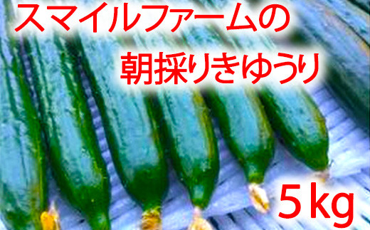 朝採りきゆうり5kg【FM02W2】（滋賀県　近江八幡市）