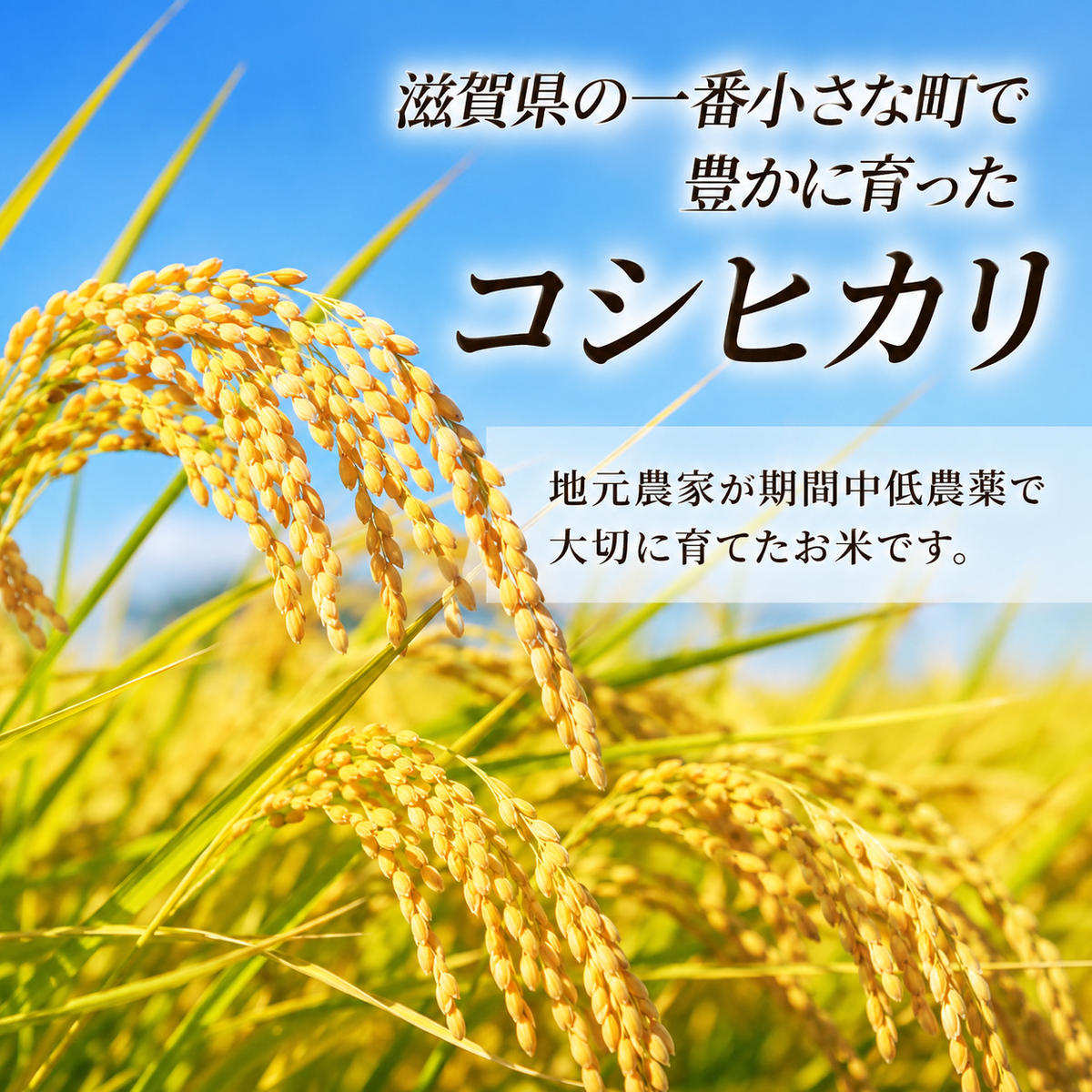 【令和8年産】新米 先行予約 特A受賞歴 米 無洗米 定期便 近江米 コシヒカリ 5kg 5kg×3ヶ月 こめ コメ滋賀 定期 3回 滋賀県 豊郷町