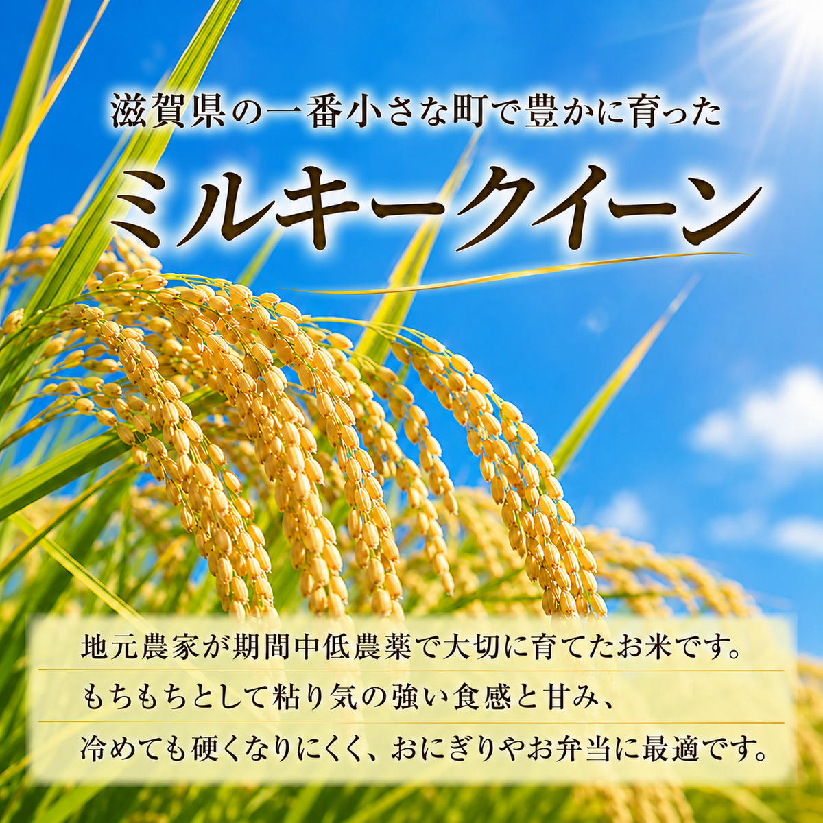 【令和8年産】新米 先行予約 米 定期便 ミルキークイーン 近江米 白米 5kg 5kg×5ヶ月 お米 ごはん ライス 主食 おにぎり 定期 5回 滋賀県 豊郷町