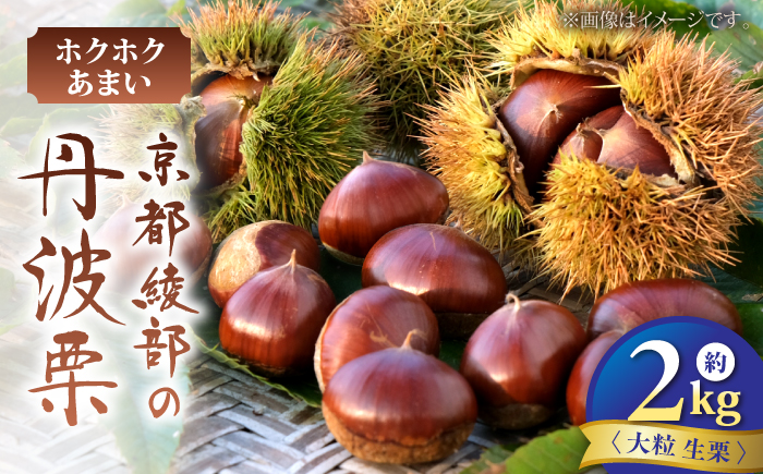 丹波栗 約2kg（生栗） / 栗 フルーツ ギフト 綾部市 / 旭町観光栗林園［BSBP002］