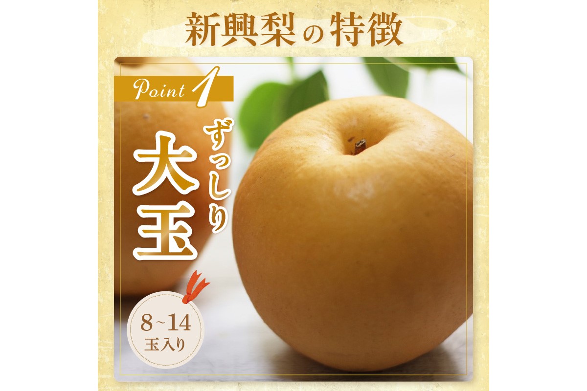 【先行予約／数量限定150】京丹後産 新興梨 5kg（8～14玉入り）（2026年10月中旬～発送）