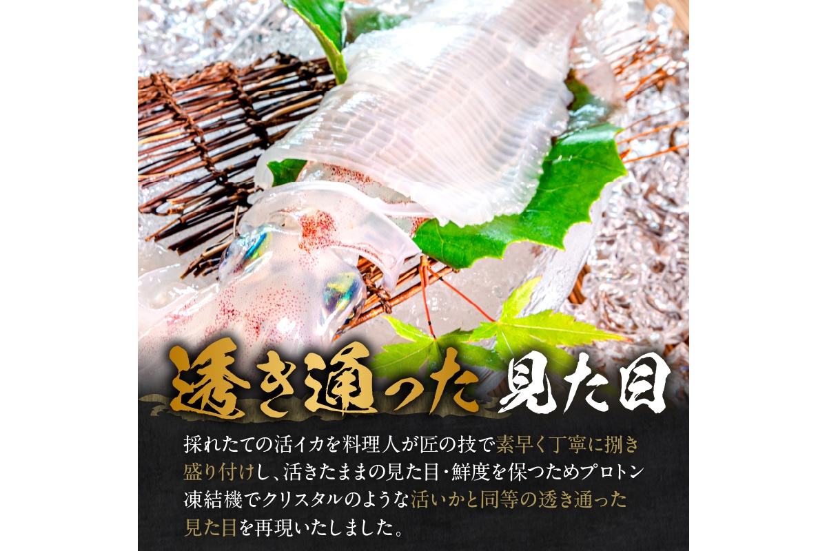 日本海産『海の京都』の逸品！！　活白イカ姿造り（クリスタル白いか）中サイズ 1杯（200g前後）（2027年6月上旬～発送） ふるさと納税 海鮮 鮮度抜群 新鮮 海鮮 いか イカ 簡単調理 生産者応援 送料無料 生食 魚介類 活イカ