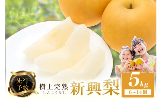 【先行予約】樹上完熟 新興梨 5kg（6～14個）（2026年10月下旬～発送）果物 フルーツ 梨 5kg 先行予約 完熟 京都 ふるさと納税 新興梨