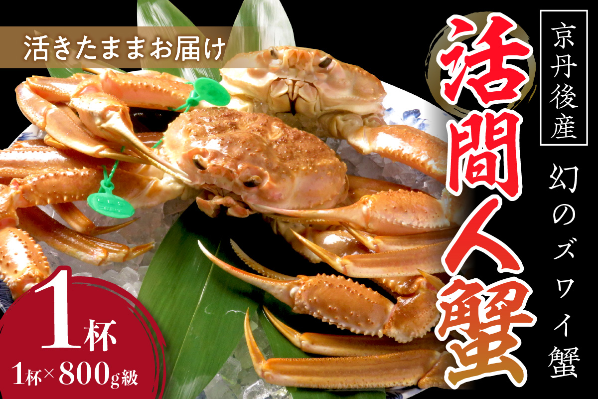 【幻のズワイ蟹】京丹後産 活間人蟹 鮮度抜群、活きたままお届け！！ 800g級×1杯
