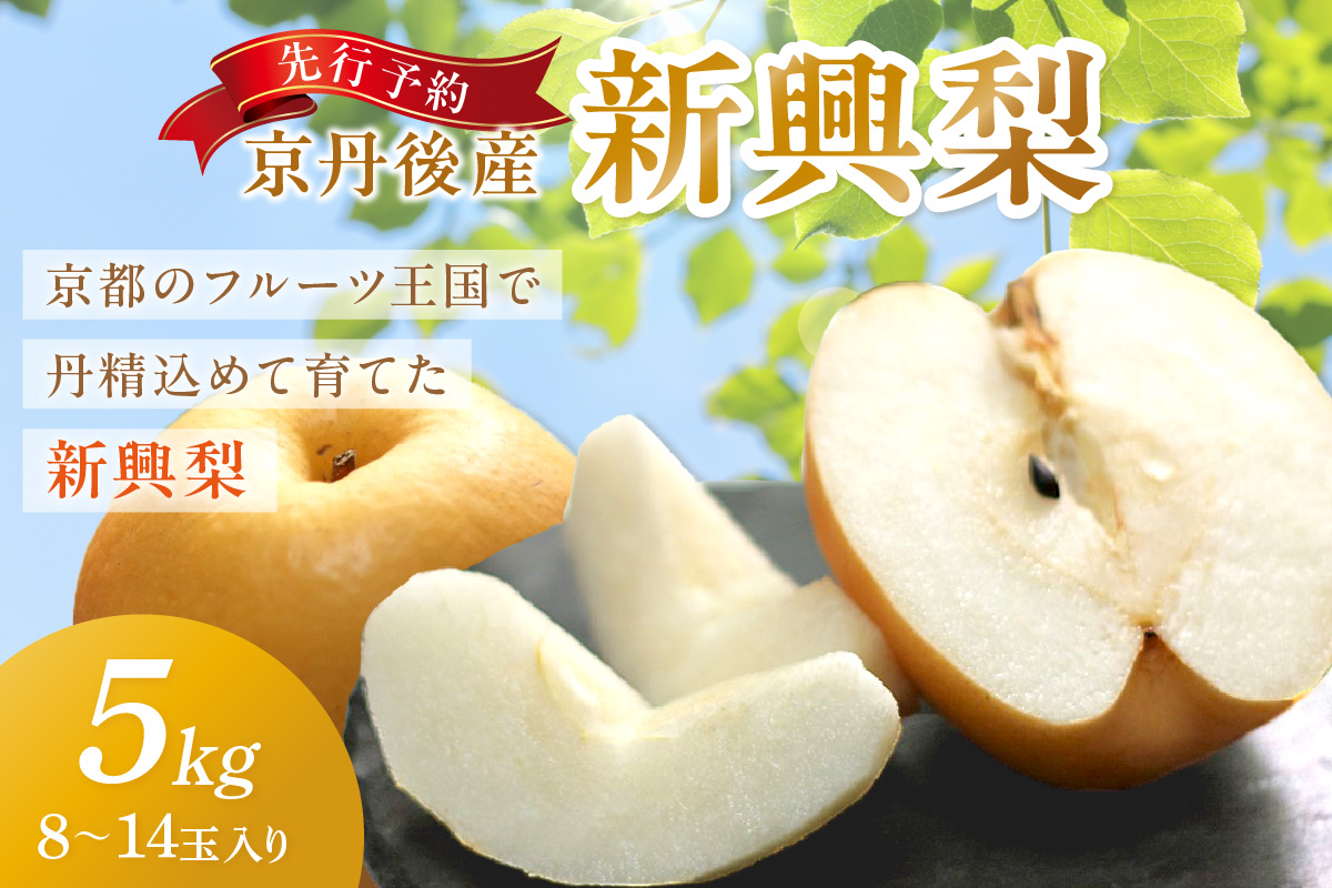 【先行予約／数量限定150】京丹後産 新興梨 5kg（8～14玉入り）（2026年10月中旬～発送）