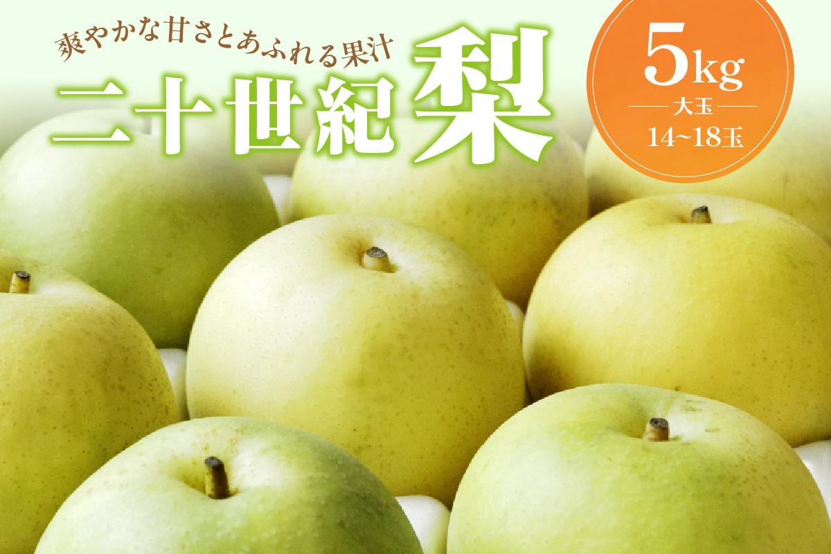 【先行予約／数量限定100】京丹後産 二十世紀梨 大玉 5kg（10～18玉入り）（2027年9月上旬～発送）