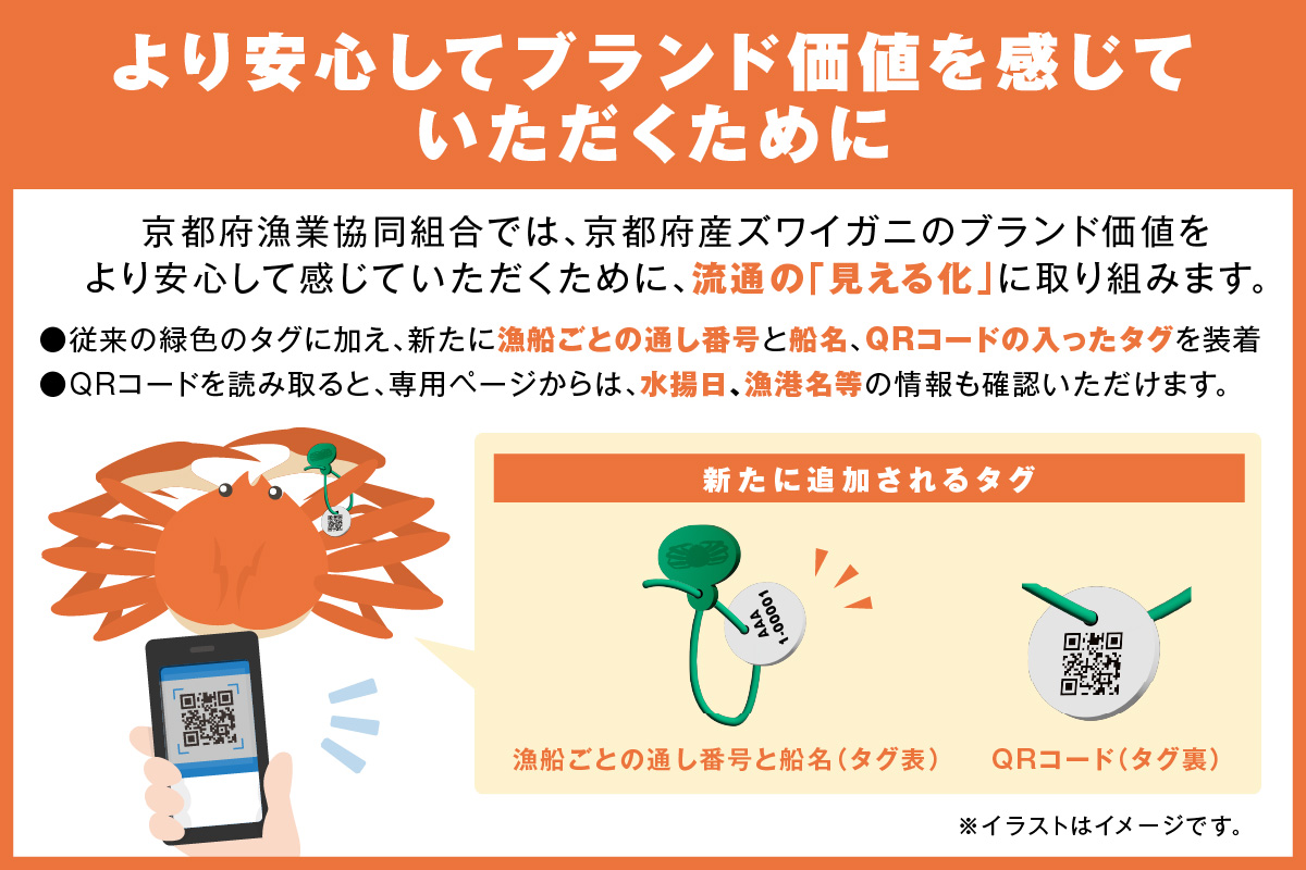 【幻のズワイ蟹】京丹後産 活間人蟹 鮮度抜群、活きたままお届け！！ 800g級×1杯