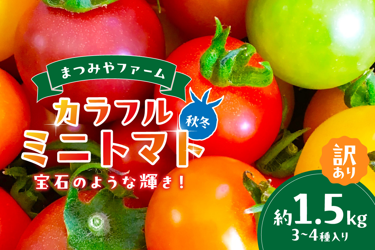【先行予約】訳あり 宝石のような輝き！カラフルミニトマト 約1.5kg（秋冬）（2026年10月上旬～発送）
