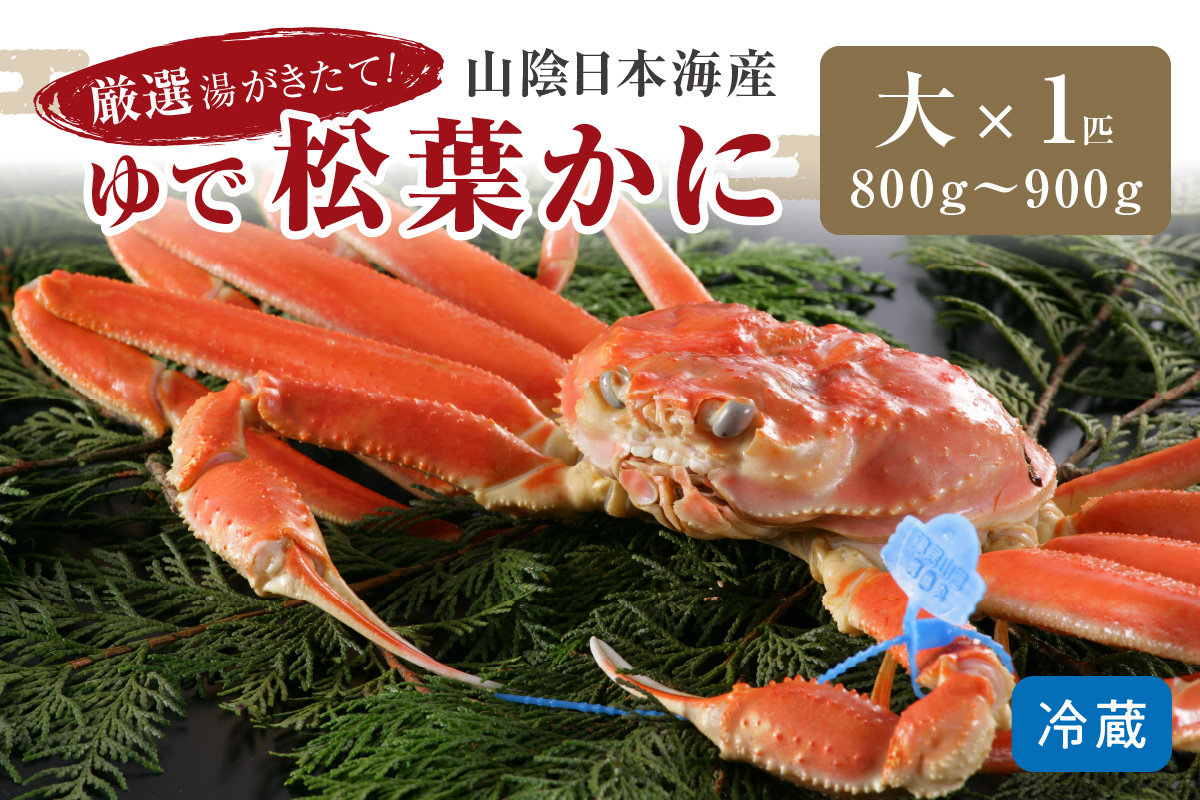 かに卸問屋がお届け・自社釜ゆで！山陰沖ゆで松葉がに 800ｇ～900ｇ 大サイズ（1月～3月発送）／北畿水産