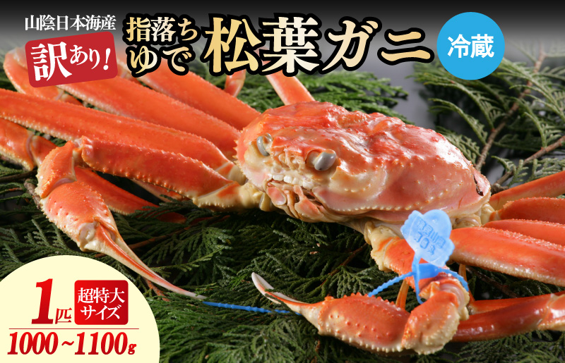 【訳あり！指落ち松葉がに】山陰沖ゆで松葉がに 1ｋｇ〜1.1ｋｇ 超特大サイズ（1月〜3月発送）／北畿水産