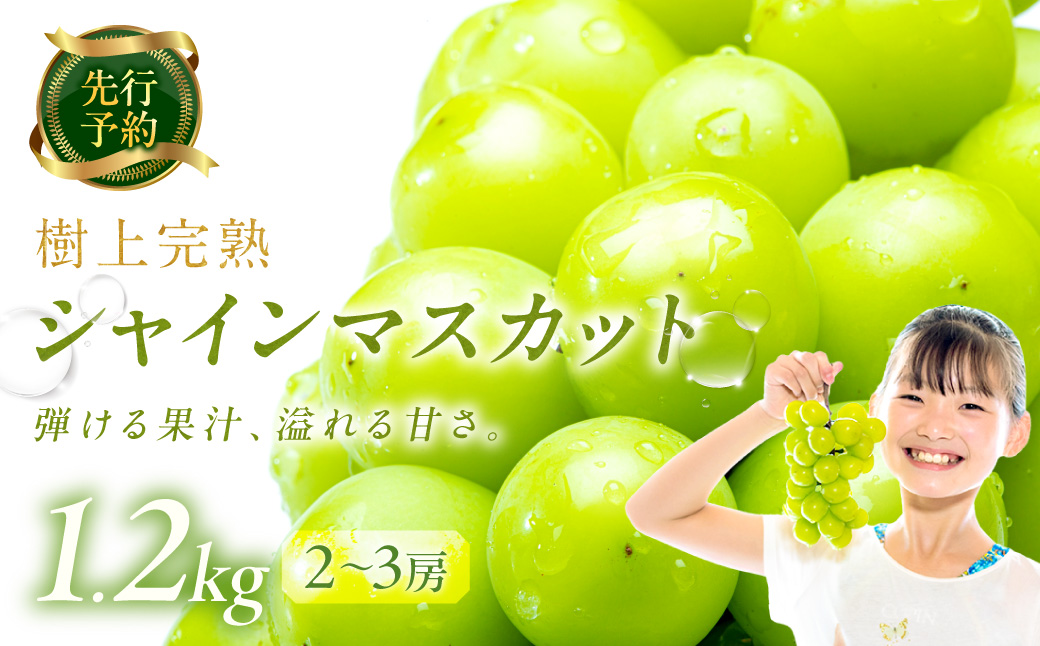 【先行予約】樹上完熟 シャインマスカット 1.2kg（2～3房）（2026年9月中旬～発送） ふるさと納税 シャインマスカット しゃいんますかっと 葡萄 ブドウ ふるーつ 甘い あまい ギフト お取り寄せ