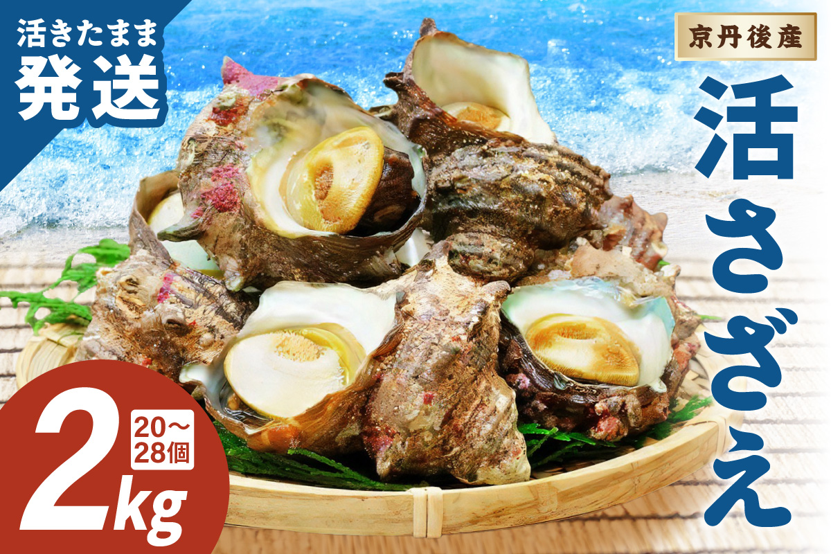 最高鮮度の生きたまま発送！日本海荒波育ち京丹後産さざえ2kg/北畿水産 貝類 魚介類 さざえ サザエ 京丹後産 活サザエ お刺身 刺身 さしみ 美味しい 壺焼きふるさと納税 さざえ ふるさと納税 活さざえ ふるさと納税 さざえ