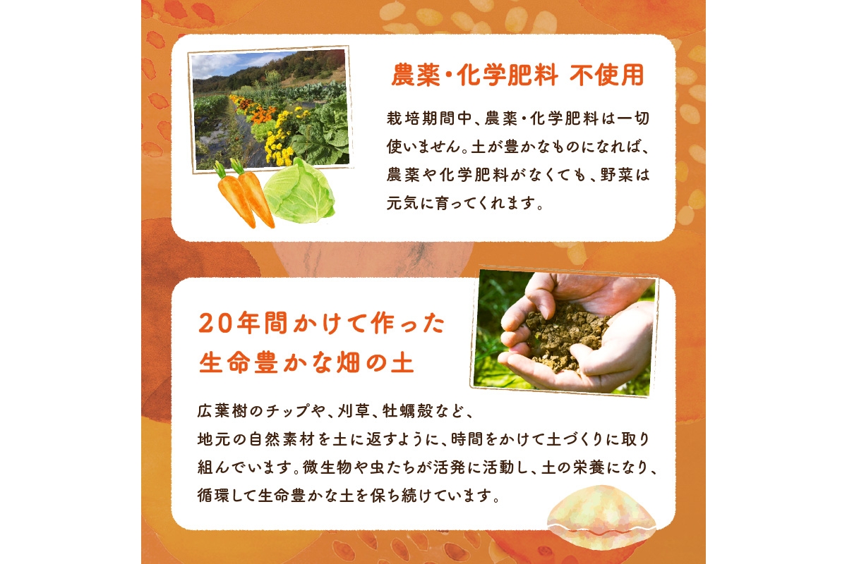 【数量限定】自然栽培野菜セット（団らん）