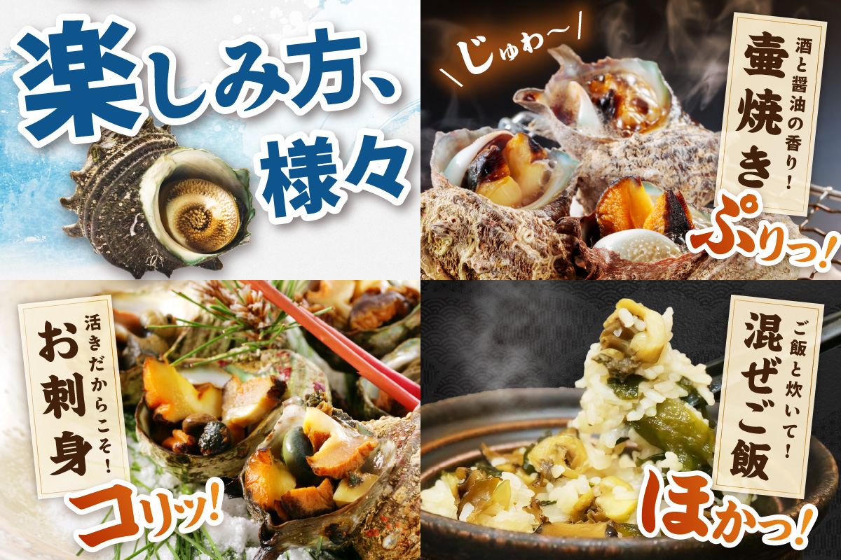 最高鮮度の生きたまま発送！日本海荒波育ち京丹後産さざえ2kg/北畿水産 貝類 魚介類 さざえ サザエ 京丹後産 活サザエ お刺身 刺身 さしみ 美味しい 壺焼きふるさと納税 さざえ ふるさと納税 活さざえ ふるさと納税 さざえ