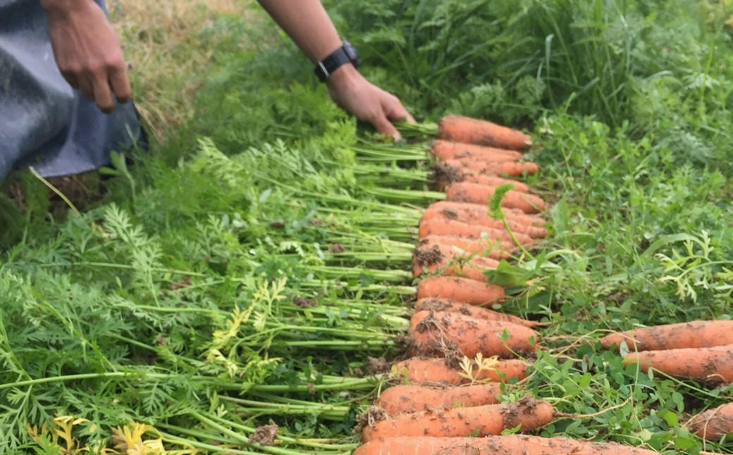 【先行予約11月下旬～順次発送】SORA農園の有機にんじん5kg　有機野菜 有機農園 オーガニックファーム オーガニック野菜 有機栽培 人参 にんじん ニンジン キャロット 冬野菜