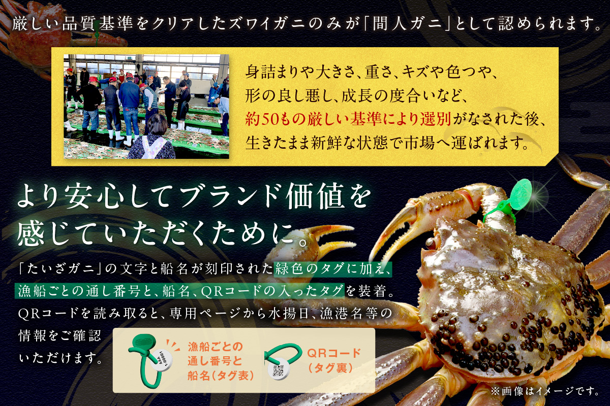 かに卸し問屋がお届け・浜競り厳選！幻の活間人ガニ 800ｇ～900ｇ 大サイズ（1月～3月発送）／北畿水産