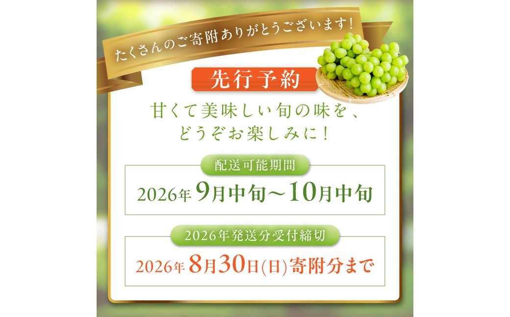 【先行予約】樹上完熟 シャインマスカット 1.2kg（2～3房）（2026年9月中旬～発送） ふるさと納税 シャインマスカット しゃいんますかっと 葡萄 ブドウ ふるーつ 甘い あまい ギフト お取り寄せ