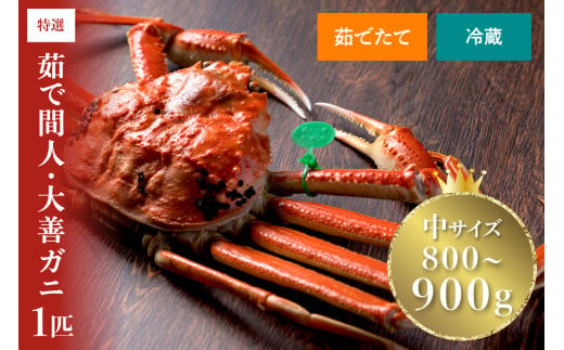 【蟹の匠 魚政】京丹後市産 未冷凍 茹で間人ガニ大善ガニ 特撰 中サイズ（800～900g）1匹（11月～12月発送）