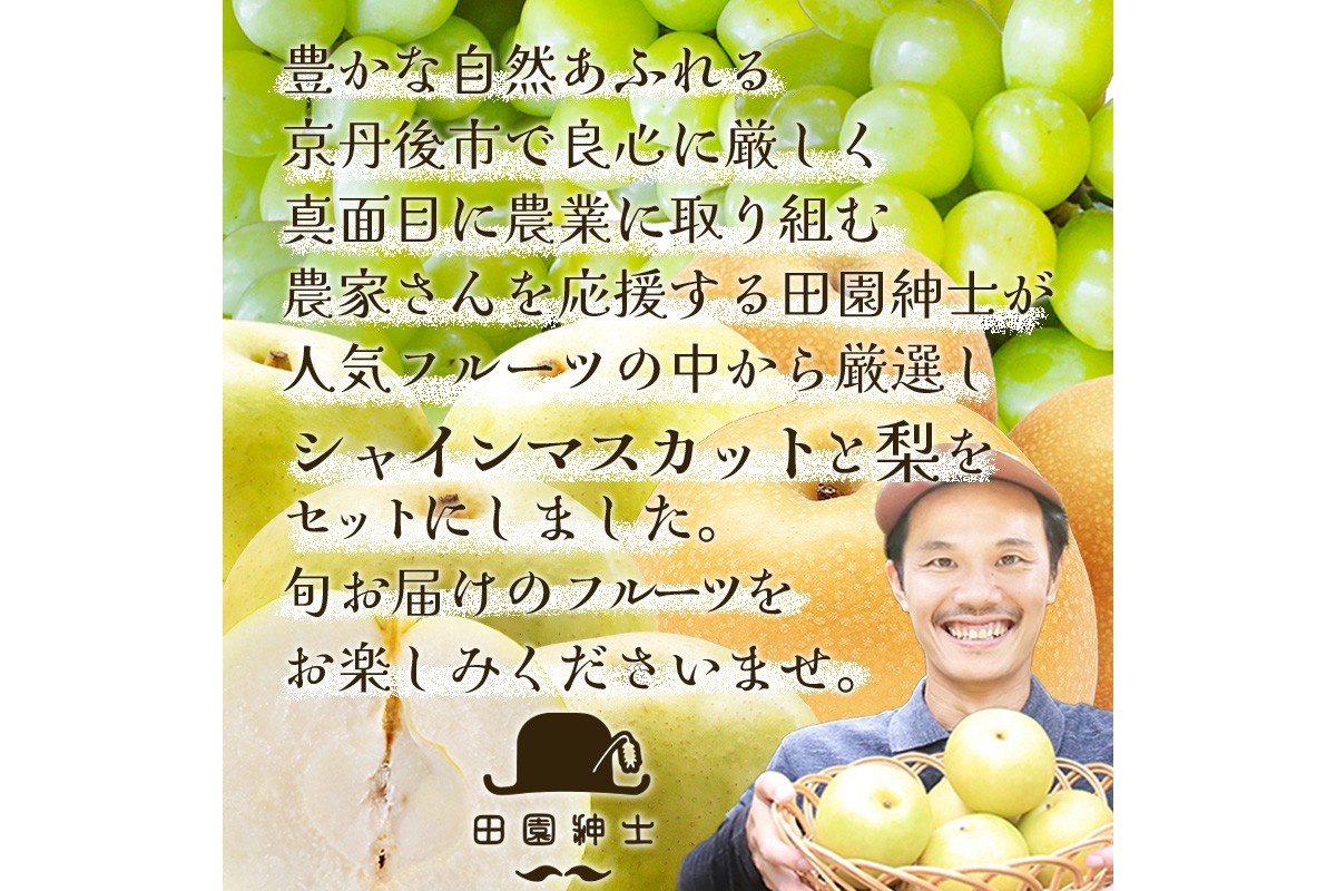 田園紳士厳選 シャインマスカット・梨セット 果物 フルーツ シャインマスカット 梨 セット 詰め合わせ ふるさと納税 シャインマスカット ふるさと納税 フルーツ セット