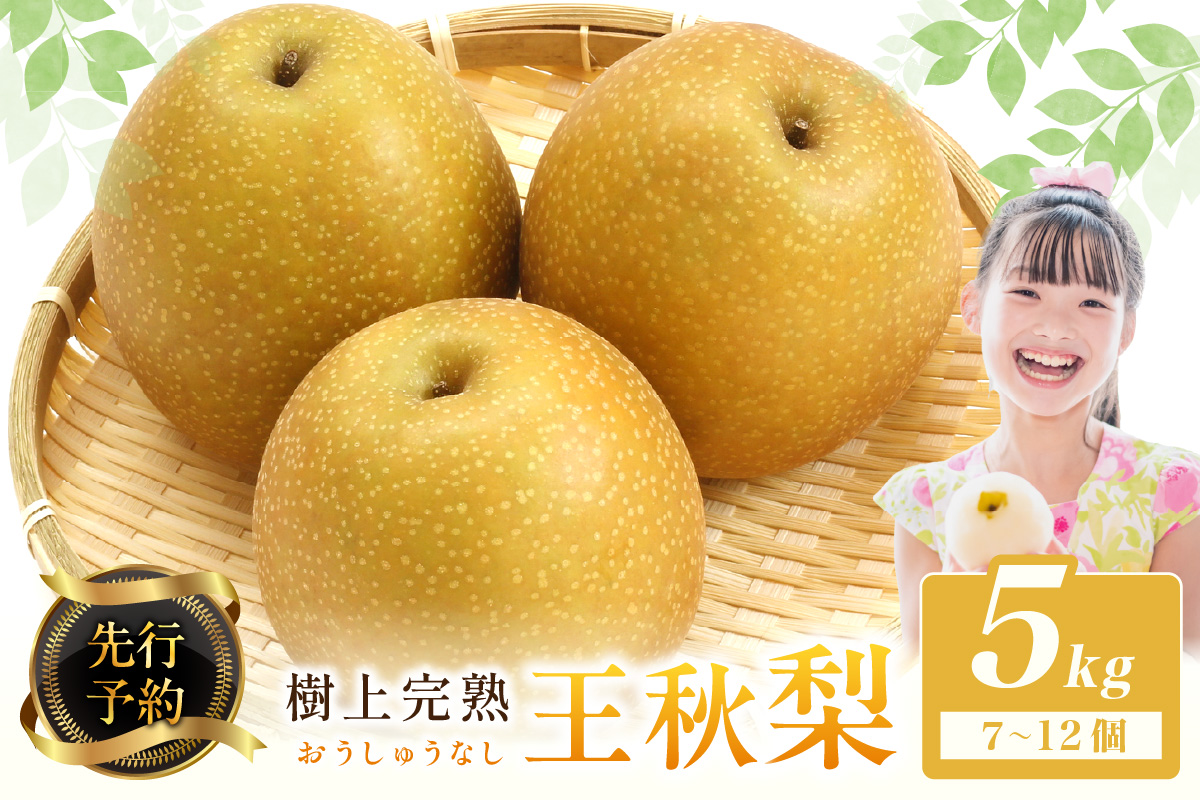 【先行予約】樹上完熟 王秋梨 5kg（7～12個）（2026年12月上旬～発送） フルーツ ふるさと納税 なし ふるさと納税 梨 農家直送 果樹園直送 生産者応援 農家応援