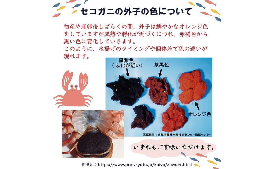 セイコガニ甲羅盛Sサイズ　5個セット　