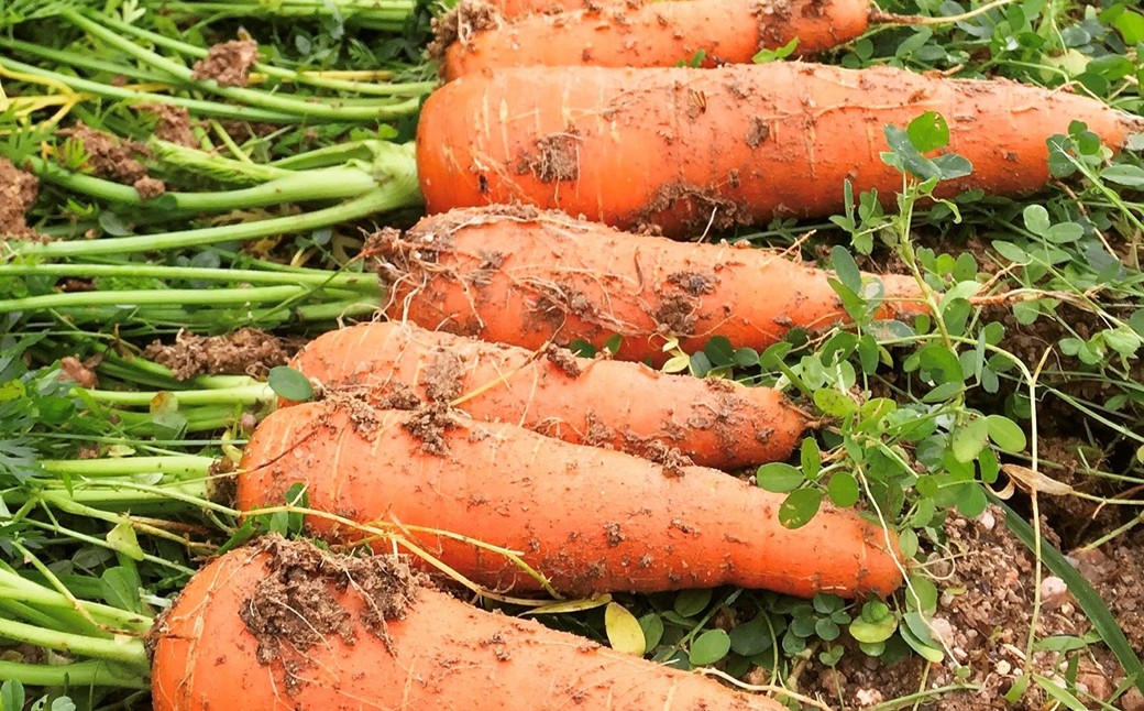 【先行予約11月下旬～順次発送】SORA農園の有機にんじん5kg　有機野菜 有機農園 オーガニックファーム オーガニック野菜 有機栽培 人参 にんじん ニンジン キャロット 冬野菜