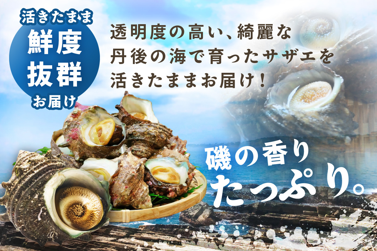 最高鮮度の生きたまま発送！日本海荒波育ち京丹後産さざえ2kg/北畿水産 貝類 魚介類 さざえ サザエ 京丹後産 活サザエ お刺身 刺身 さしみ 美味しい 壺焼きふるさと納税 さざえ ふるさと納税 活さざえ ふるさと納税 さざえ