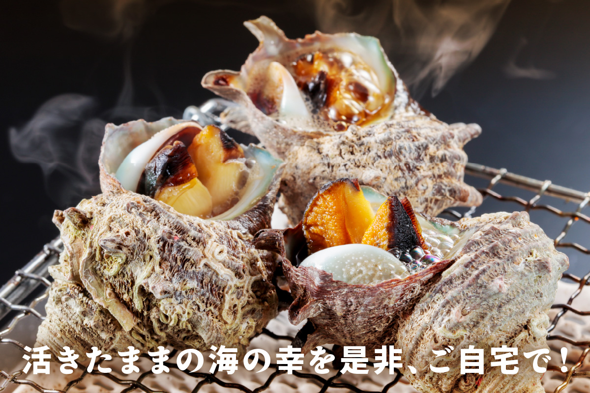 最高鮮度の生きたまま発送！日本海荒波育ち京丹後産さざえ2kg/北畿水産 貝類 魚介類 さざえ サザエ 京丹後産 活サザエ お刺身 刺身 さしみ 美味しい 壺焼きふるさと納税 さざえ ふるさと納税 活さざえ ふるさと納税 さざえ