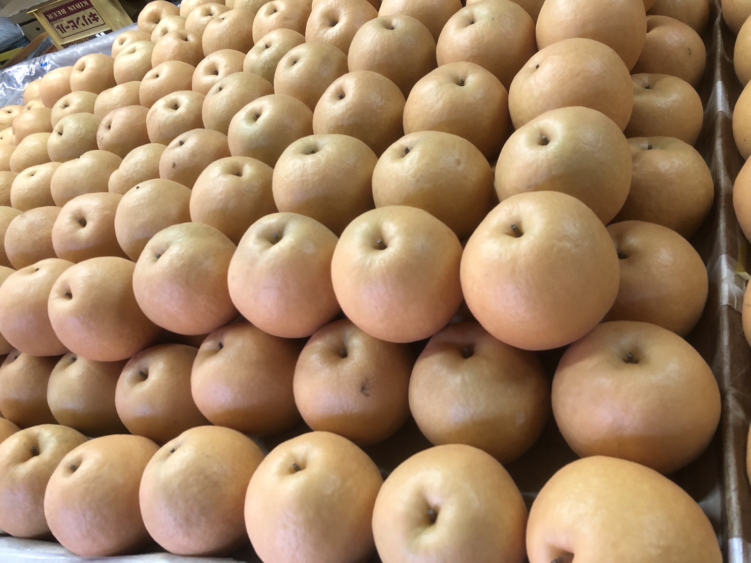 【先行予約／数量限定100】【訳あり】新興梨 優品 5kg（8～16玉入り）（2026年10月上旬～発送）