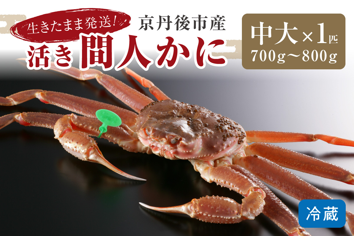 かに卸し問屋がお届け・浜競り厳選！幻の活間人ガニ 700ｇ～800ｇ 中大サイズ（1月～3月発送）／北畿水産