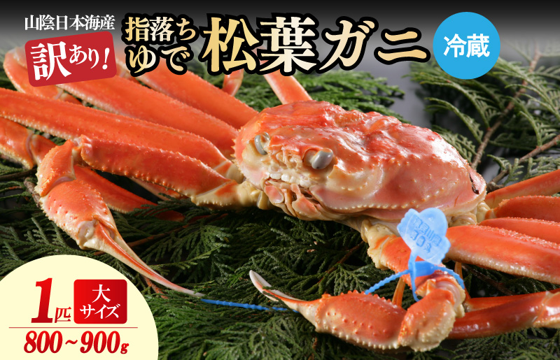 【訳あり！指落ち松葉がに】山陰沖ゆで松葉がに 800ｇ〜900ｇ 大サイズ（1月〜3月発送）／北畿水産
