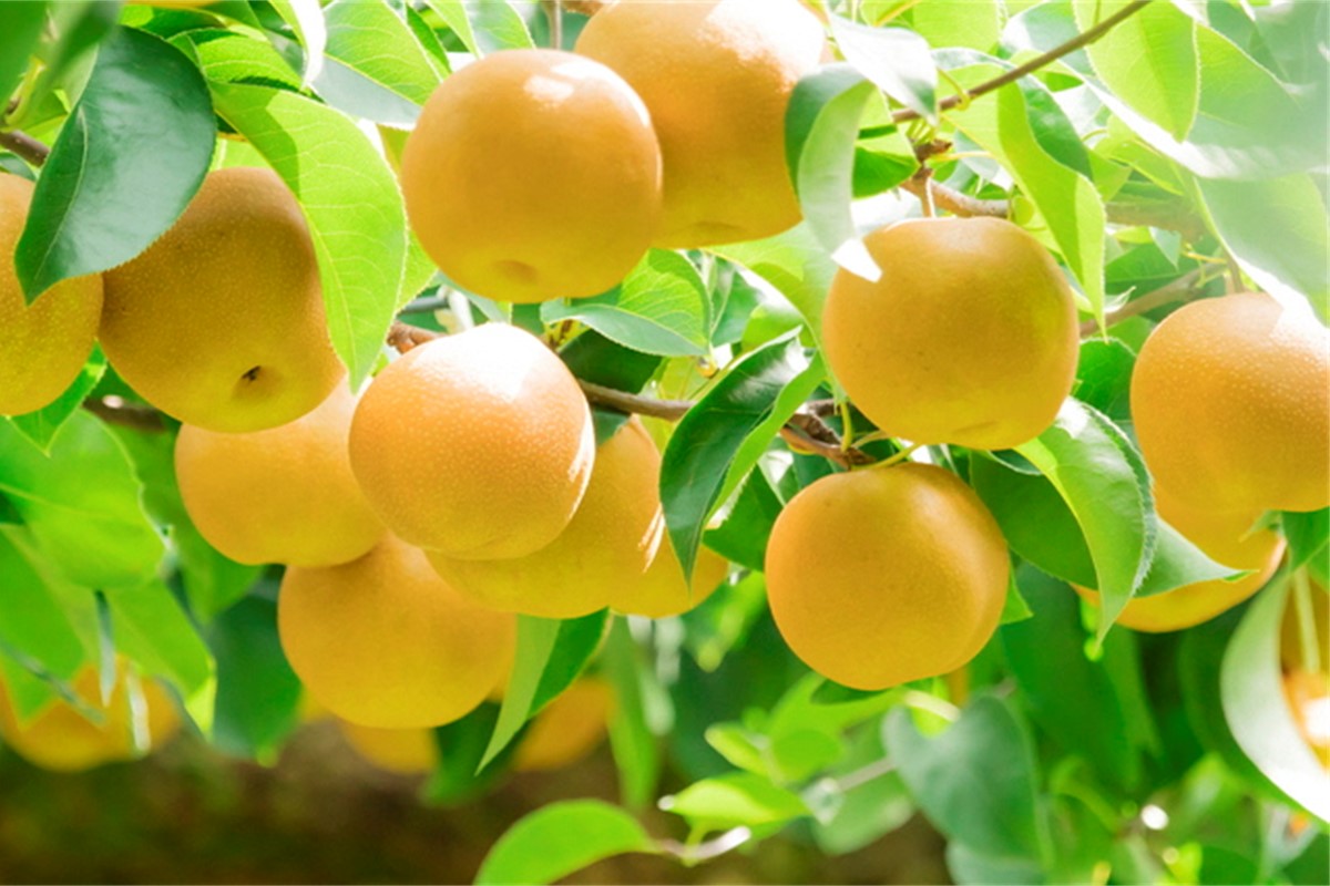 【先行予約】甘～ぃ！ジューシー！！晩生梨の代表 京丹後産 新興梨 5kg（9～13玉）（2026年9月下旬～発送）　国産 期間限定 デザート ふるさと 納税 梨 なし ナシ ふるさと 納税 先行予約 期間限定 ふるさと 納税 フルーツ くだもの 果物 赤梨