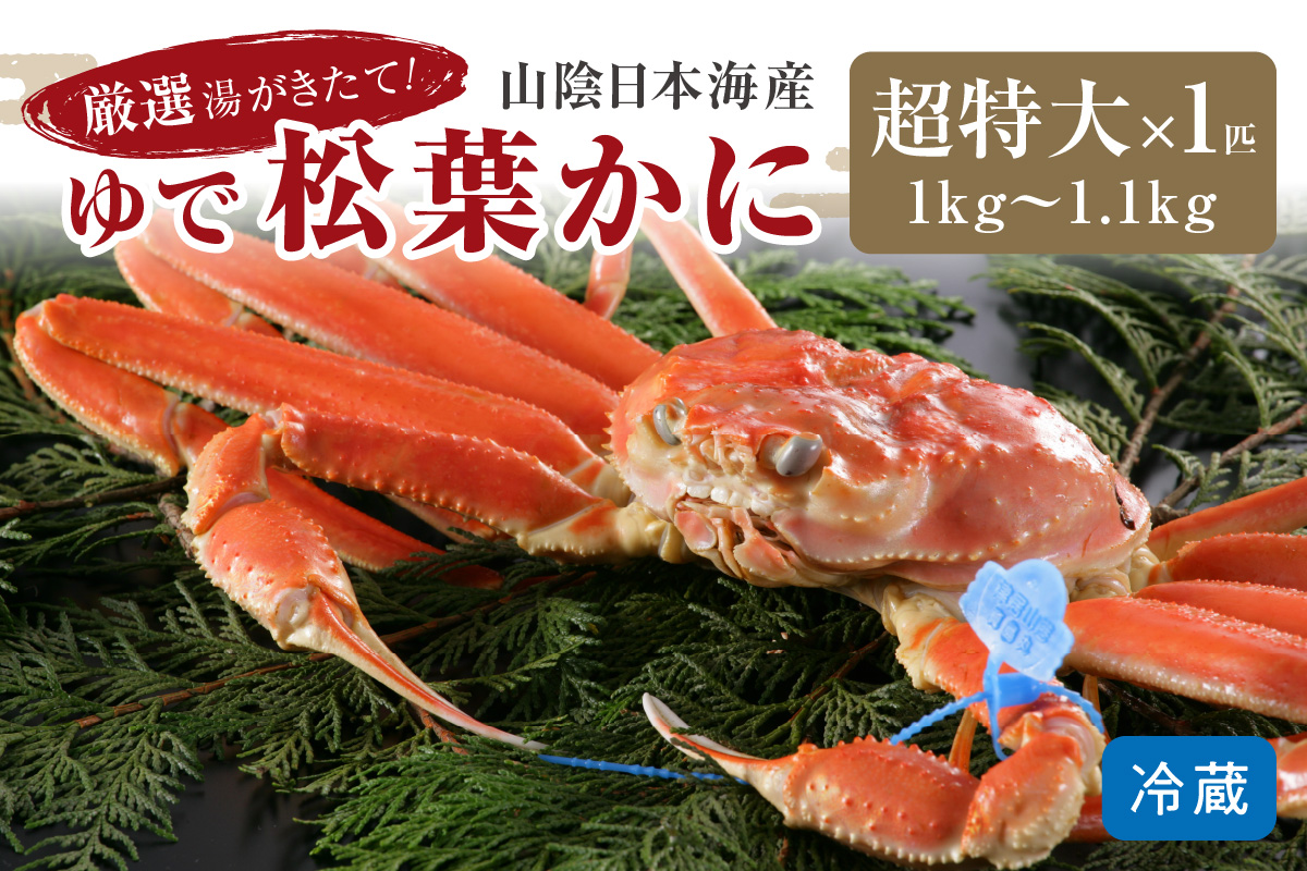 かに卸問屋がお届け・自社釜ゆで！山陰沖ゆで松葉がに 1ｋｇ～1.1ｋｇ 超特大サイズ（1月～3月発送）／北畿水産
