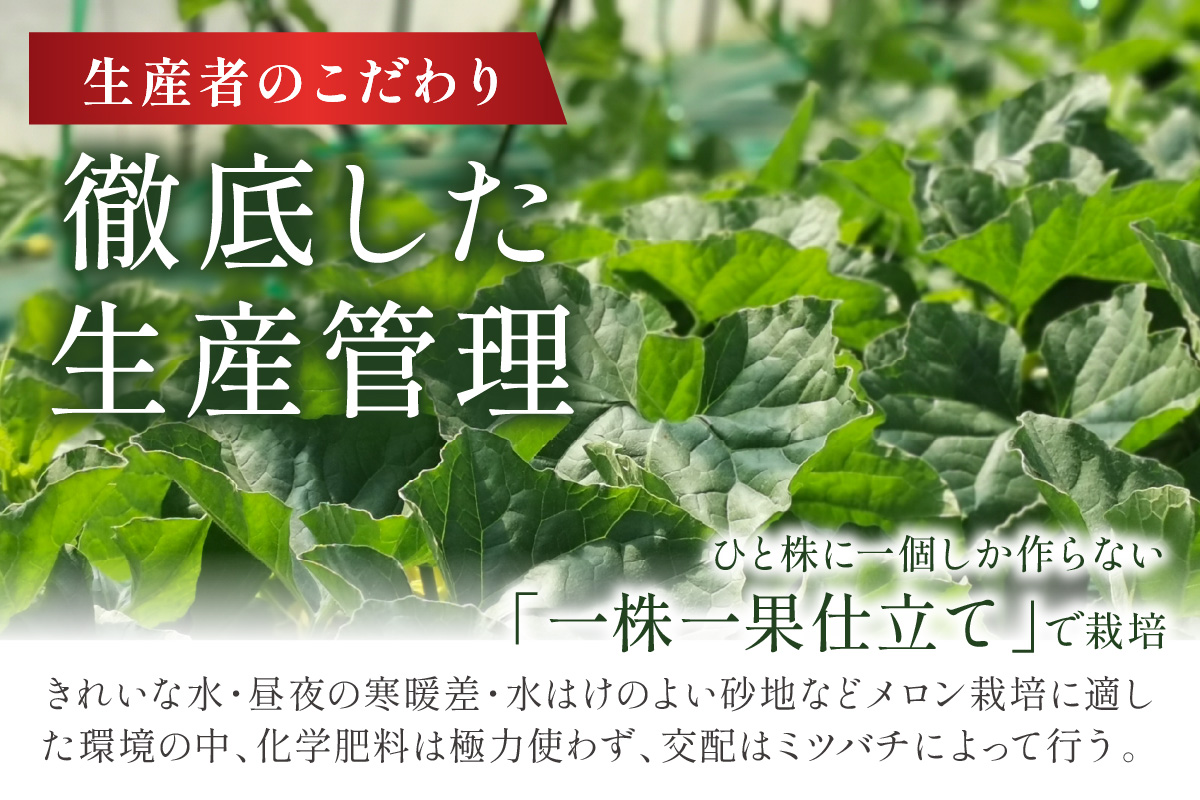 【数量限定950】京のブランド産品 京たんごメロン 琴引メロン LAサイズ 1玉（2026年6月下旬～発送）
