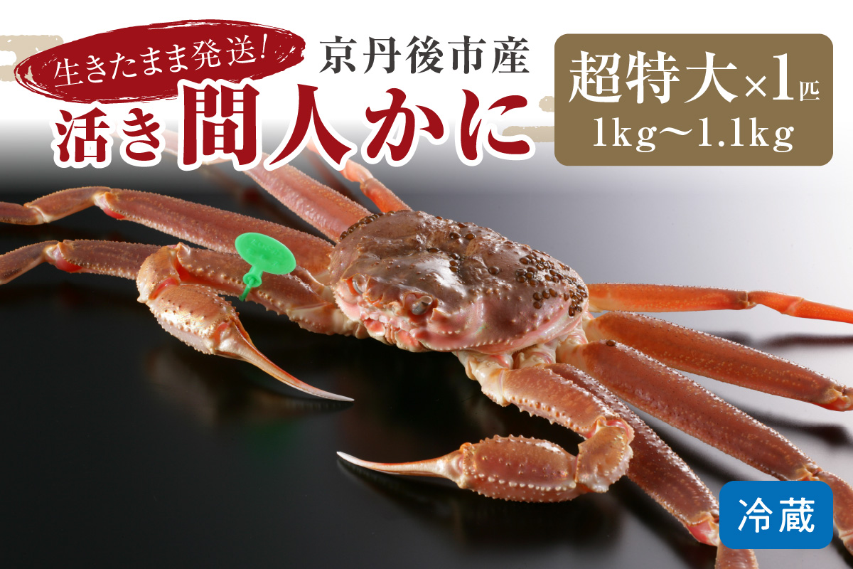 かに卸し問屋がお届け・浜競り厳選！幻の活間人ガニ 1ｋｇ～1.1ｋｇ 超特大サイズ（1月～3月発送）／北畿水産