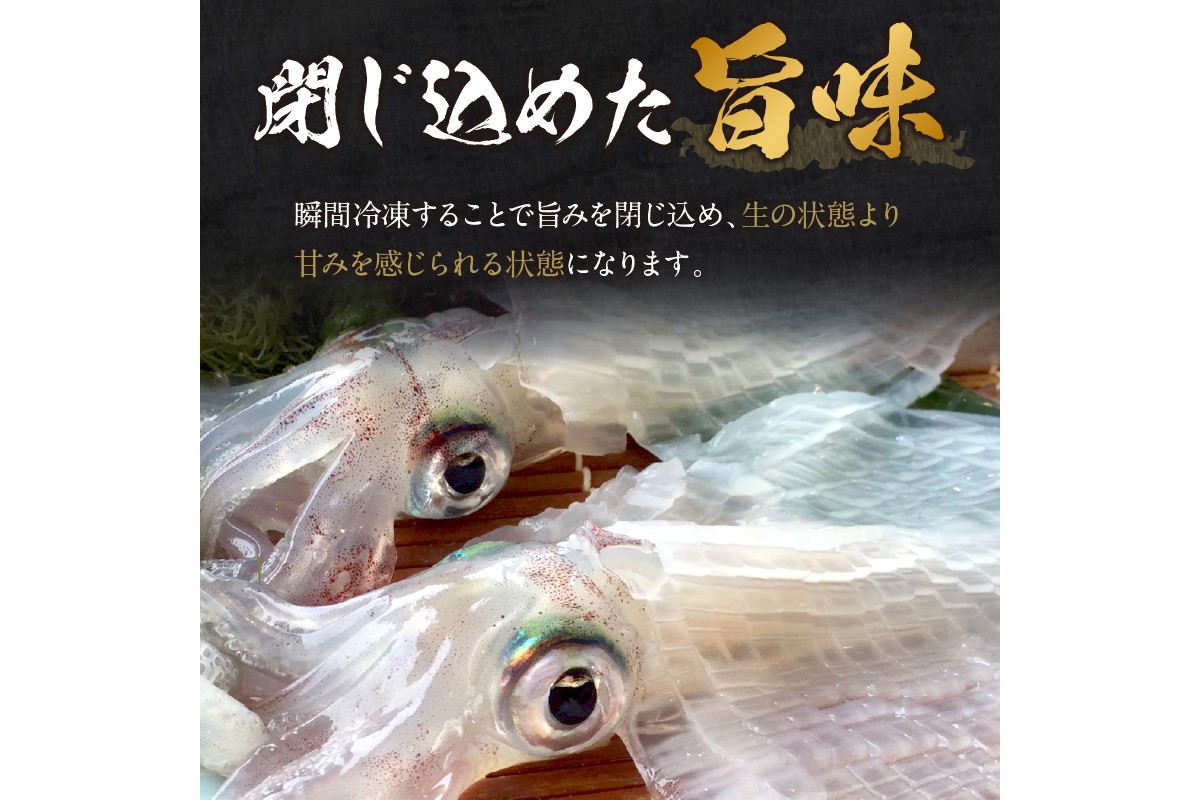 日本海産『海の京都』の逸品！！　活白イカ姿造り（クリスタル白いか）中サイズ 1杯（200g前後）（2027年6月上旬～発送） ふるさと納税 海鮮 鮮度抜群 新鮮 海鮮 いか イカ 簡単調理 生産者応援 送料無料 生食 魚介類 活イカ