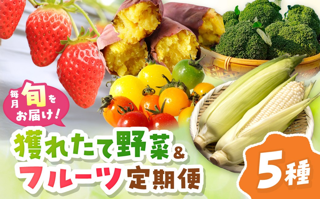 まつみやファーム獲れたて野菜・フルーツ5種定期便 ふるさと納税 果物 くだもの フルーツ ふるーつ 野菜 やさい 芋 穀物 紅はるか さつまいも いちご イチゴ 苺 ホワイトコーン 農家応援 生産者応援 送料無料