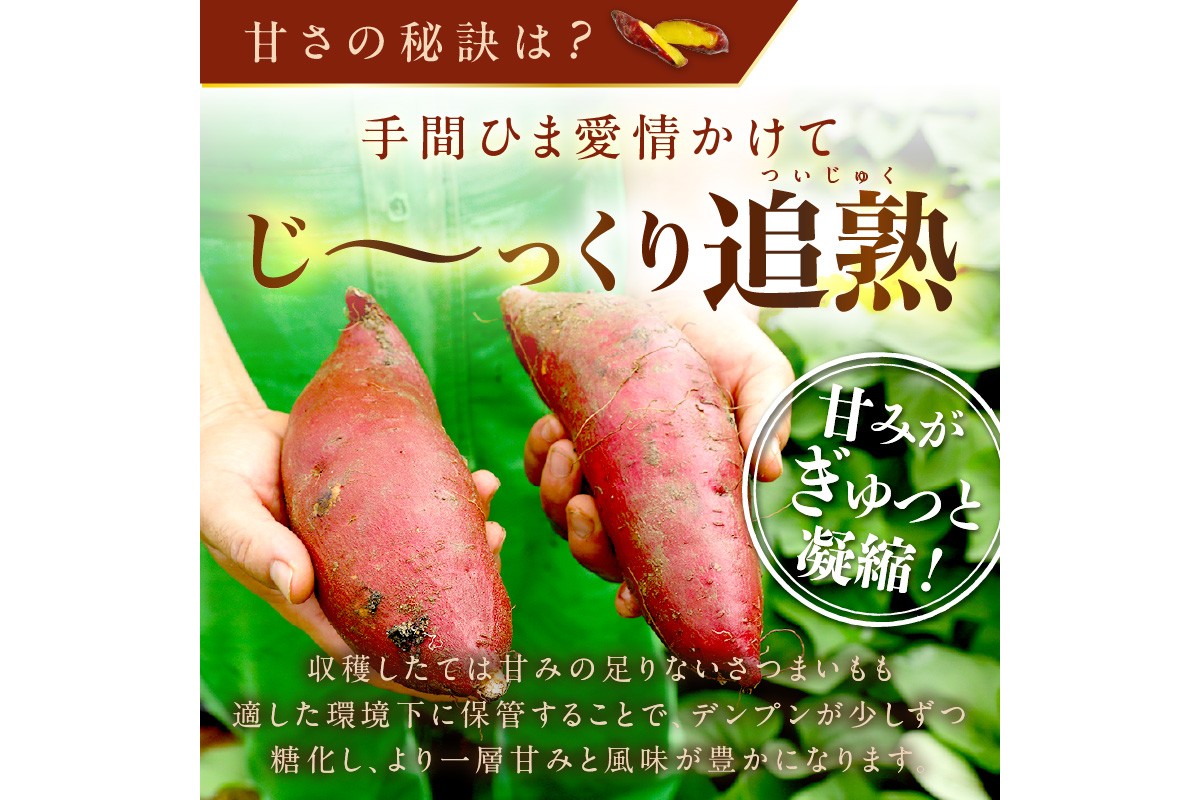 【先行予約】日本一！さつまいもオブザイヤー2部門受賞のサツマイモ農家が作る「紅はるか」の冷凍焼き芋2kg（8～14本程度）（2026年2月中旬～発送）　TF00075