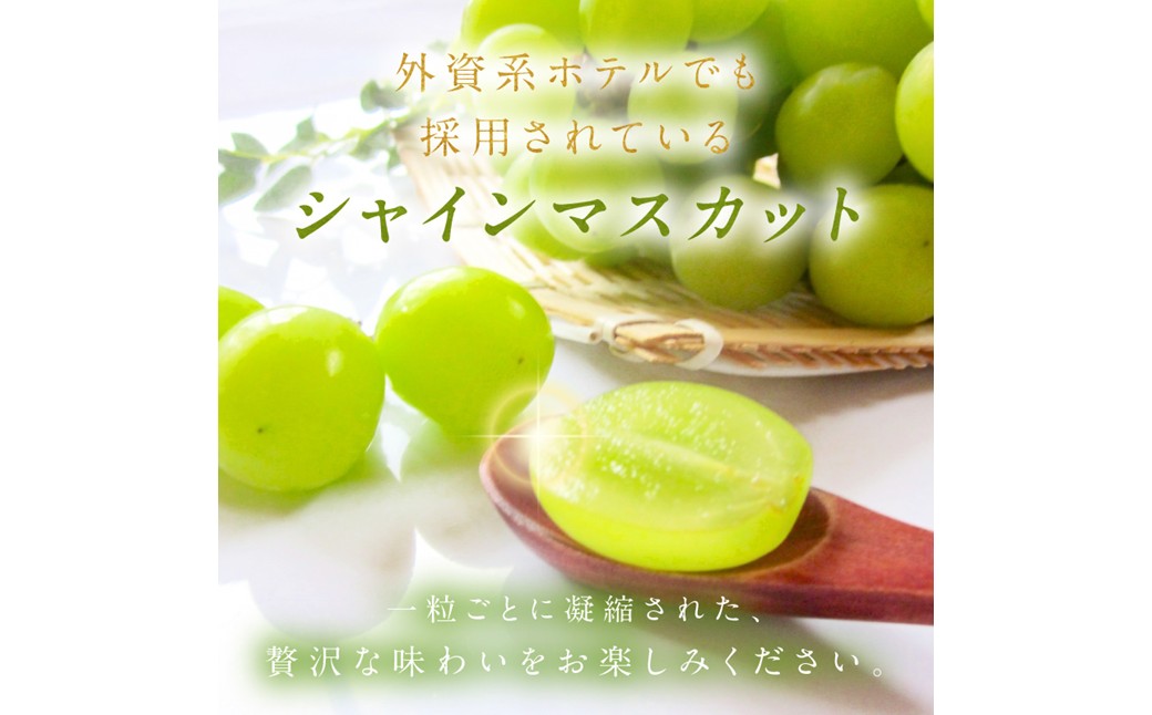 【先行予約】樹上完熟 シャインマスカット 1.2kg（2～3房）（2026年9月中旬～発送） ふるさと納税 シャインマスカット しゃいんますかっと 葡萄 ブドウ ふるーつ 甘い あまい ギフト お取り寄せ