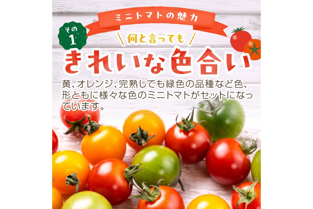 【先行予約】訳あり 宝石のような輝き！カラフルミニトマト 約1.5kg（秋冬）（2026年10月上旬～発送）