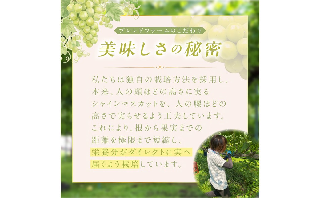 【先行予約】樹上完熟 シャインマスカット 1.2kg（2～3房）（2026年9月中旬～発送） ふるさと納税 シャインマスカット しゃいんますかっと 葡萄 ブドウ ふるーつ 甘い あまい ギフト お取り寄せ