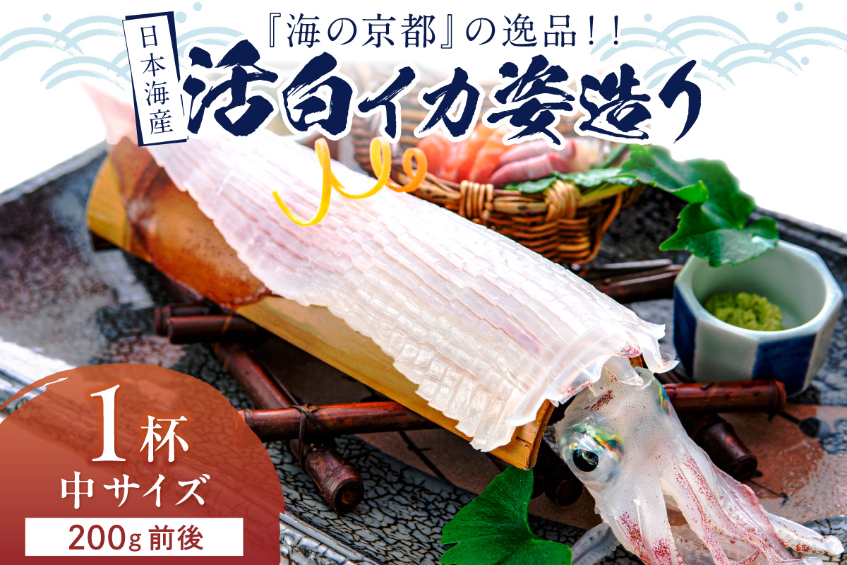 日本海産『海の京都』の逸品！！　活白イカ姿造り（クリスタル白いか）中サイズ 1杯（200g前後）（2027年6月上旬～発送） ふるさと納税 海鮮 鮮度抜群 新鮮 海鮮 いか イカ 簡単調理 生産者応援 送料無料 生食 魚介類 活イカ