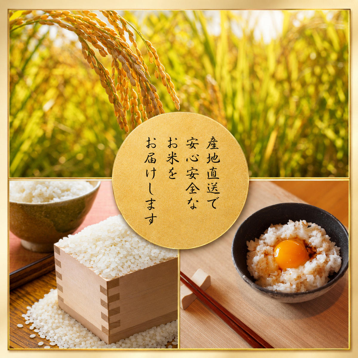 定期便 令和8年産 京都丹波産 コシヒカリ 10kg　3回 京都 お米 米 令和8年 10キロ 新米 新米26