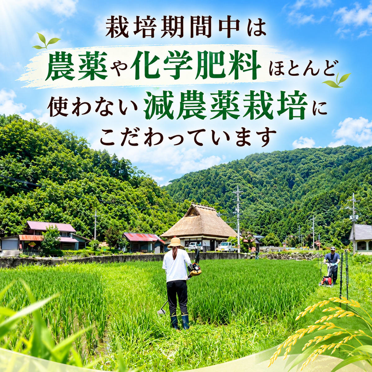 【令和8年度】 料理旅館きぐすりや 特別栽培米 キヌヒカリ 5kg 令和8年 精米 白米 お米 こめ コメ 減農薬栽培 5 キロ ご飯 ごはん 京都　※9月下旬より順次発送 新米26
