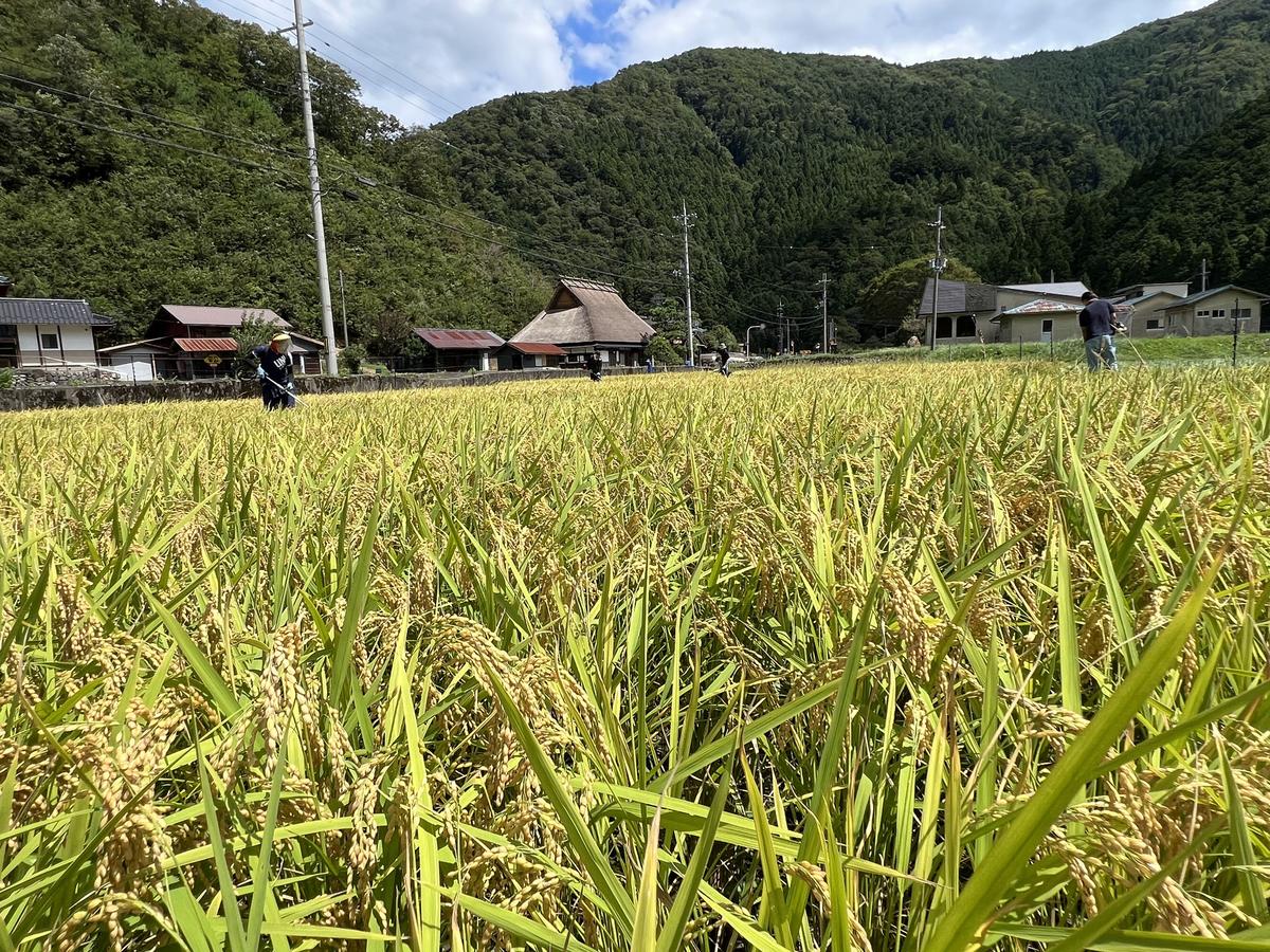 定期便 6回　料理旅館きぐすりや　令和8年産 　特別栽培米キヌヒカリ 5kg 新米26