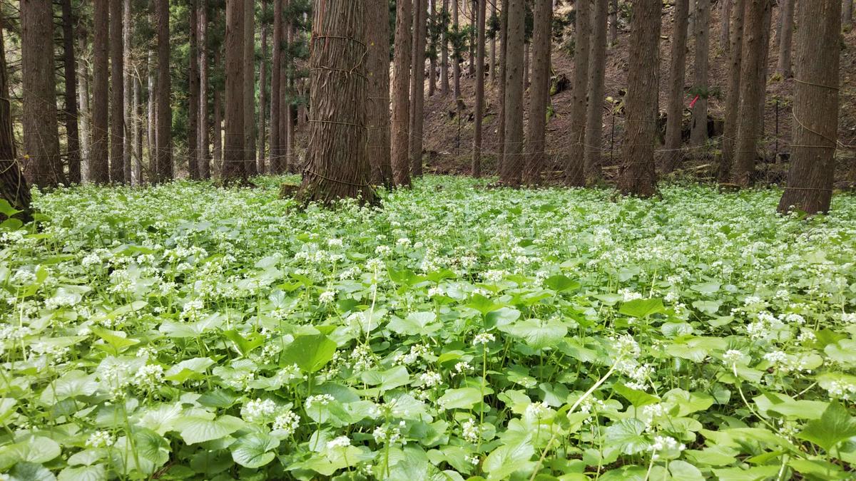 葉わさびの醤油漬け 瓶詰3個セット 詰め合わせ 葉わさび 醤油漬け わさび ワサビ ご飯のお供 山菜 おつまみ つまみ 漬物 漬け物 京都