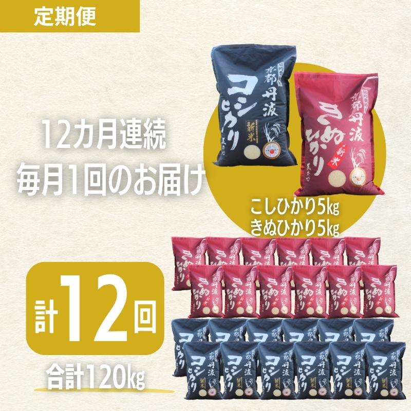 【12カ月定期便】令和7年産 京都丹波産 こしひかり・きぬひかり 食べ比べセット 10kg 合計120kg