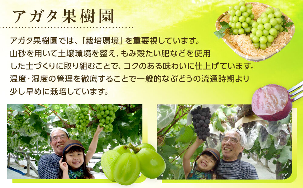 ＜2026年 先行受付 8月中旬発送＞【貝塚市産】特選シャインマスカット２房入り 1.4kg以上