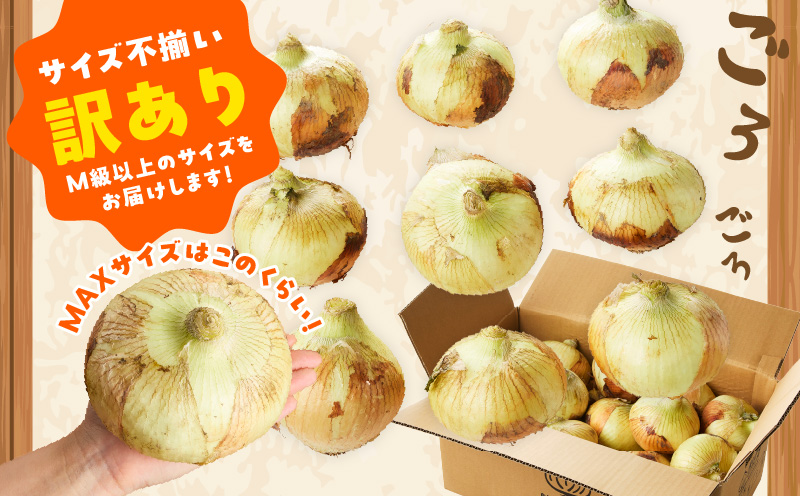 【先行予約】泉州たまねぎ 20kg 玉ねぎ 射手矢農園【タマネギ 玉葱 甘い 野菜 国産 オニオン スライス サラダ カレー シチュー バーベキュー BBQ 肉じゃが】