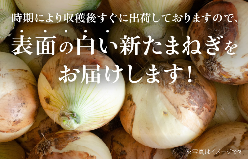 【先行予約】泉州たまねぎ５kgとたまねぎドレッシング１本（５００ml）【玉ねぎ タマネギ 玉葱 甘い 野菜 国産 オニオン スライス サラダ カレー シチュー バーベキュー BBQ 肉じゃが】